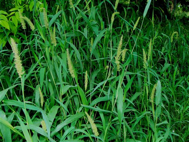 Setaria verticillata